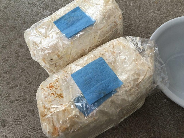 【オオクワガタの飼育記③】