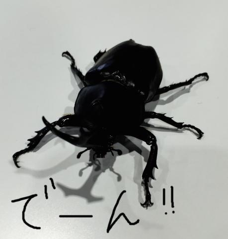 ＫＡＳＵＧＡＩに夏