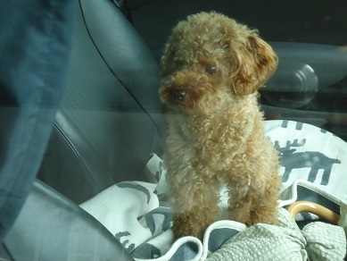 かわいらしいお客様（＞▽＜）